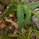 Crotalaria sagittalis Folla