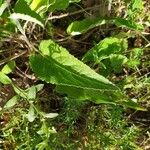 Campanula bononiensis Leaf