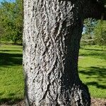 Phellodendron amurense Bark