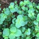 Chrysosplenium oppositifolium Blad