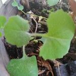 Emilia sonchifolia Лист