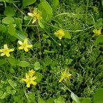 Ranunculus gormanii عادت