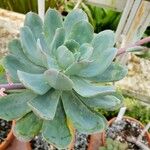 Echeveria bicolor Levél