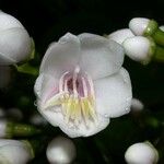 Adelobotrys adscendens Flor