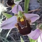 Ophrys apifera Blodyn
