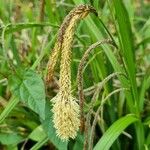 Carex pendula Çiçek