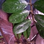 Zamioculcas zamiifoliaЛіст