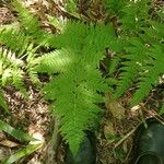 Dryopteris intermedia Hoja