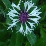 Cyanus lugdunensis Flower