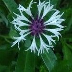 Centaurea lugdunensis Floro