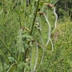 Cytisus scopariusFruit