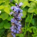 Ajuga reptansКвітка