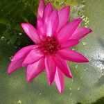 Nymphaea rubra Flower