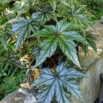 Begonia aconitifolia Foglia