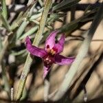 Krameria bicolor Flower