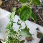 Chenopodium polyspermum Blad