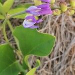 Canavalia rosea Flower