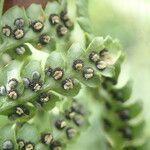 Dryopteris athamantica Leaf