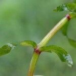 Elodea nuttallii Corteza