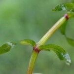 Elodea nuttallii Bark