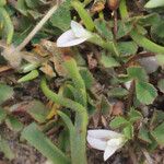 Trifolium ornithopodioides Fleur