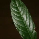 Dendrobangia boliviana Leaf