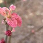 Alchornea davidii Blad