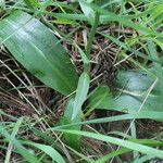 Platanthera bifolia Лист