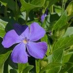 Vinca majorFlower