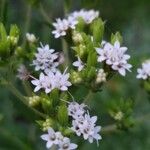 Stevia rebaudiana Floare