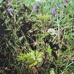 Ligusticum scothicum Habitat