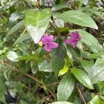 Barleria cristata 花