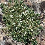 Trifolium uniflorum Fleur