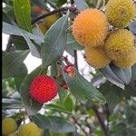 Arbutus andrachne Fruit