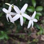 Jasminum azoricum Flower