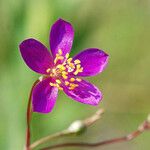 Phemeranthus calycinus Kukka