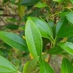 Viburnum propinquum Leaf