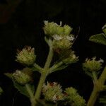 Hyptis brachiata 花