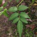 Rubus rosifolius Levél