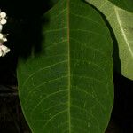 Asclepias variegata 叶