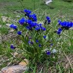 Anchusa officinalisFlower