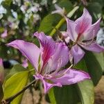 Bauhinia purpurea花