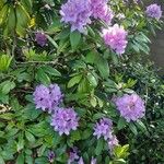 Rhododendron ponticum Habit