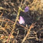 Vigna frutescens Blüte