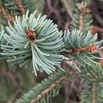 Picea abies Лист