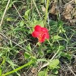 Hibiscus aponeurus Blomst