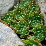 Saxifraga moschata Blad