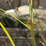 Fimbristylis dichotoma Плод