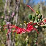 Grevillea speciosa Lorea