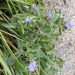 Echium rosulatumLorea